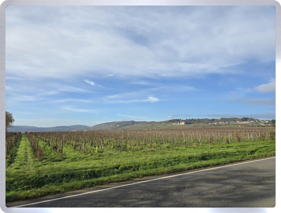 Ausblick Wohngrundst�ck Geisenheim